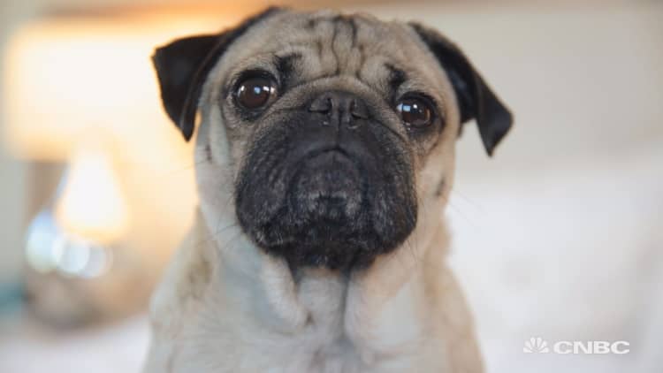 This woman quit her job to make her pug famous