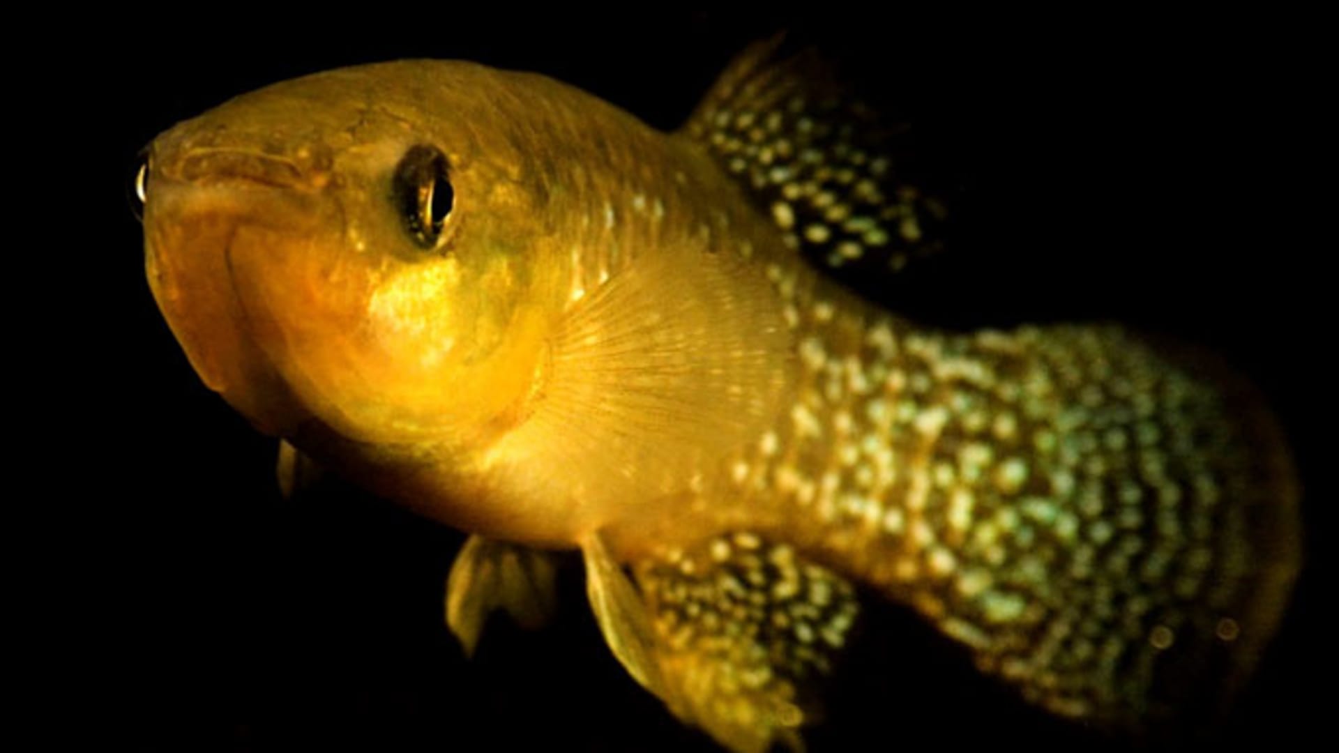 Why this fish adapts quickly to lethal levels of pollution