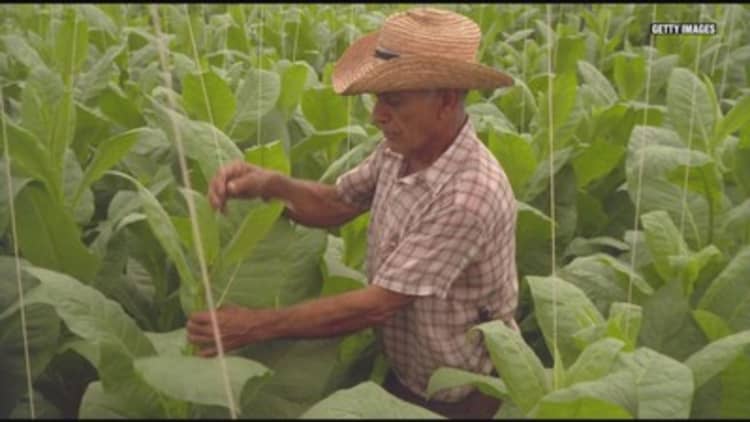 Here's why farmers won't stop growing tobacco