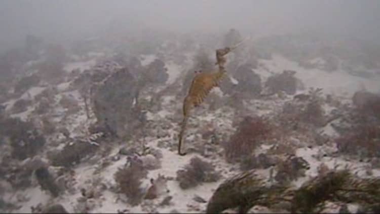 Scientists spot living ruby sea dragon for the first time