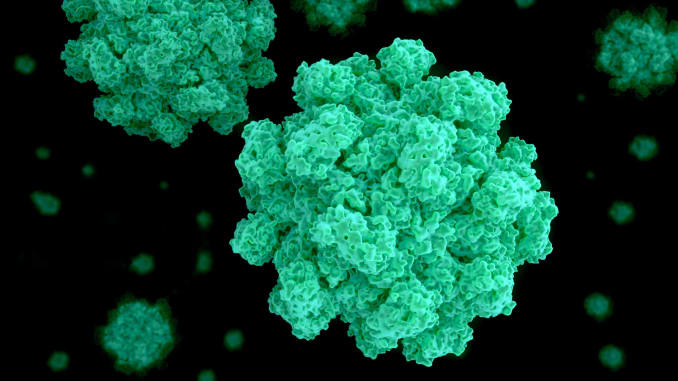 Image result for norovirus