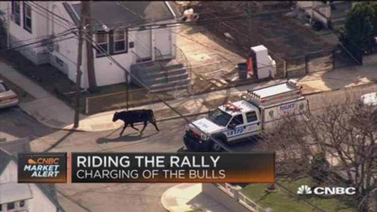 Bull creates chaos in Queens