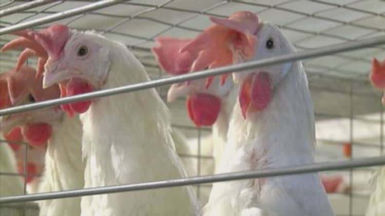 Bird flu found in Tennessee chicken