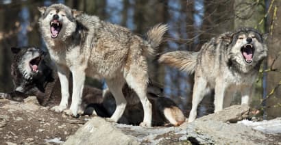 A secretly powerful voice says hedge funds are ‘wolves’ that damage US investors