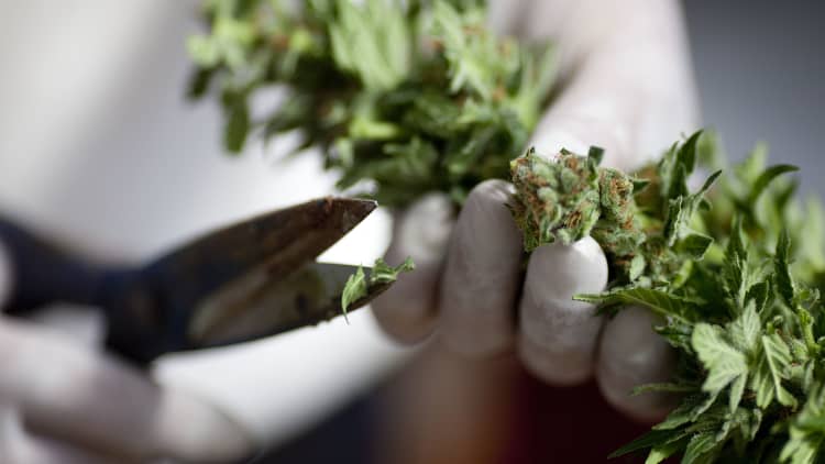 Legalized marijuana in California opens floodgates for cannabis companies