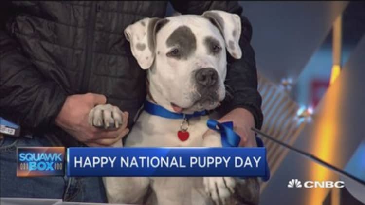 Four-legged friends visit Squawk for National Puppy Day