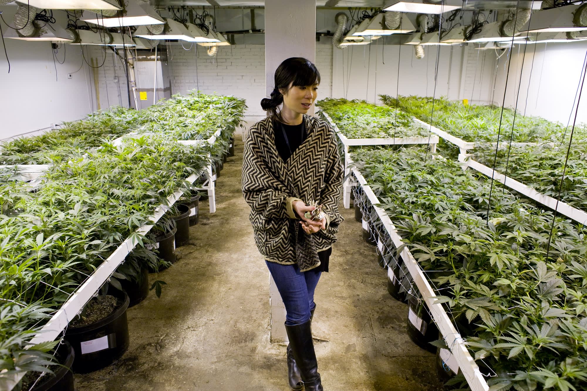 5 high-paying marijuana jobs in the legal cannabis industry