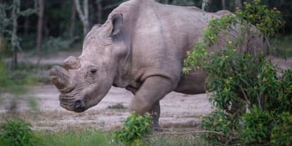 Swipe right! Last male northern white rhino joins Tinder