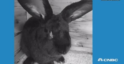 A 3-foot giant rabbit was found dead on a United flight
