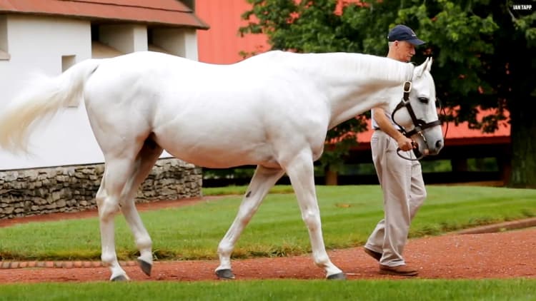 America's most valuable stallion is retired and still makes over $35 million a year