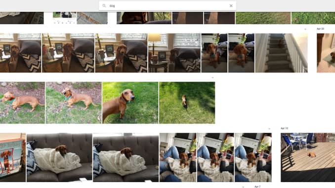 CNBC Tech: Google Photos dog