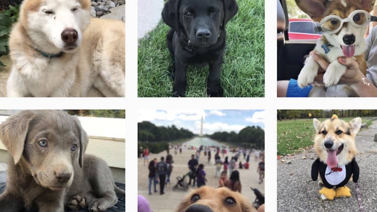 Judging dogs as a joke became a six-figure business for this college student