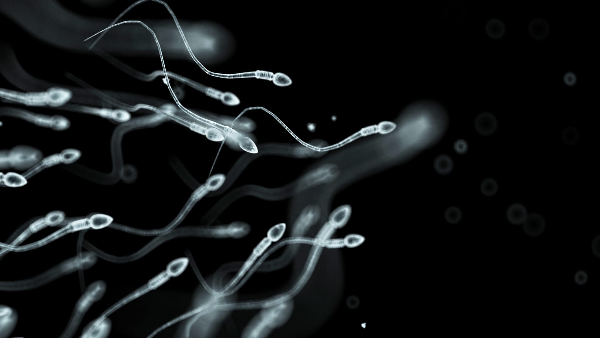 Sperm count falling sharply in developed world, researchers say
