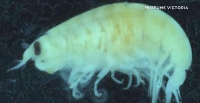 Australia: Flesh-eating sea fleas attack teen's leg while swimming