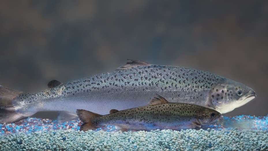 Salmon becomes world's first genetically-modified animal to enter food  supply