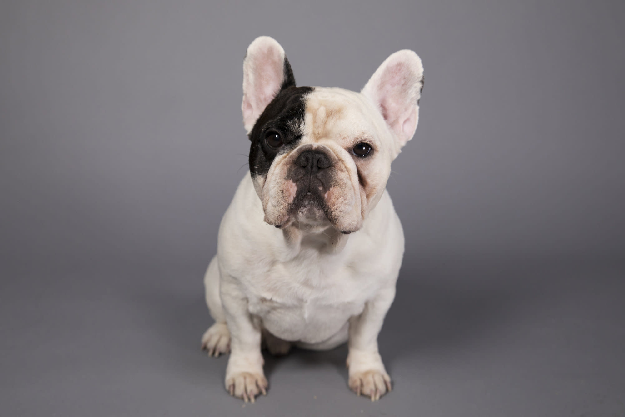 Manny the Frenchie's owners tell how to build a social media following