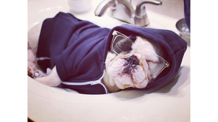 Manny the Frenchie has nearly 3 million followers on social media—here's how he deals with the fame
