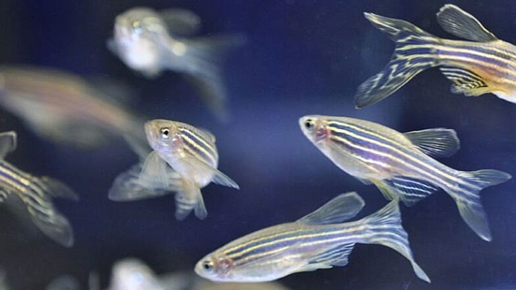 What drug-addled zebrafish can tell us about addiction