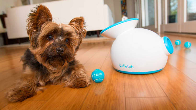 Bark CEO on the big business of pets