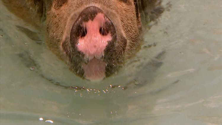 You can swim with pigs off this island in the Bahamas