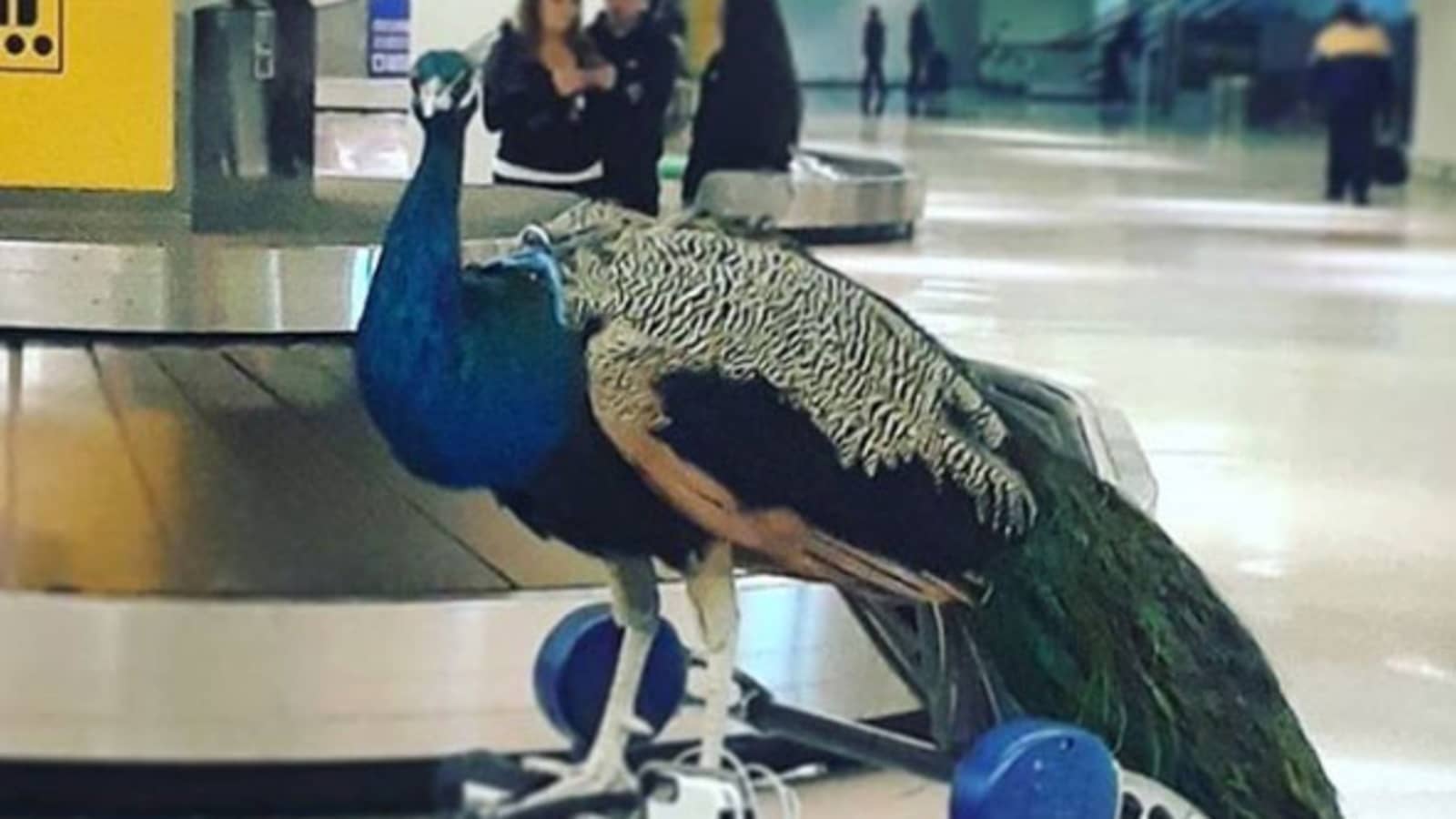 United Refused To Let An Emotional Support Peacock Board Plane