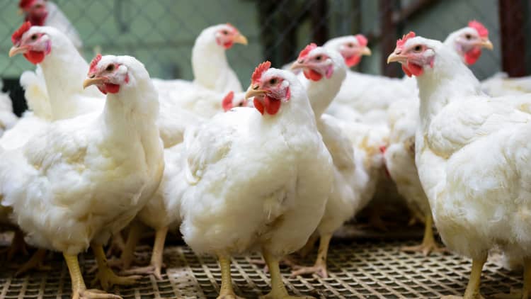 Here's why millions of chickens may perish in China