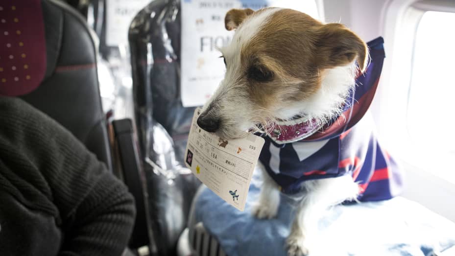United sets stricter rules for emotional support animals