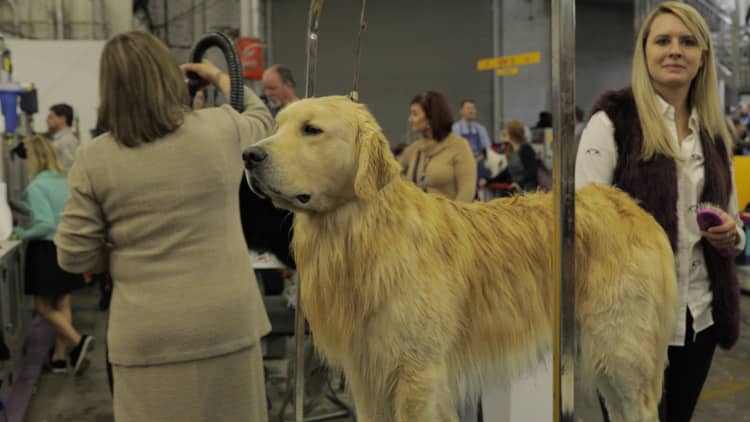 A look inside the life of a show-dog owner — and why they spends thousands for little monetary reward