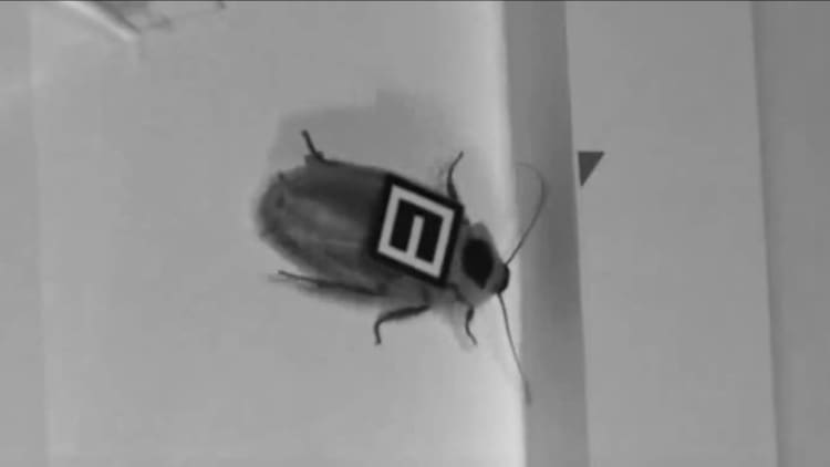 Scientists at Johns Hopkins are using cockroaches to teach robots how to move