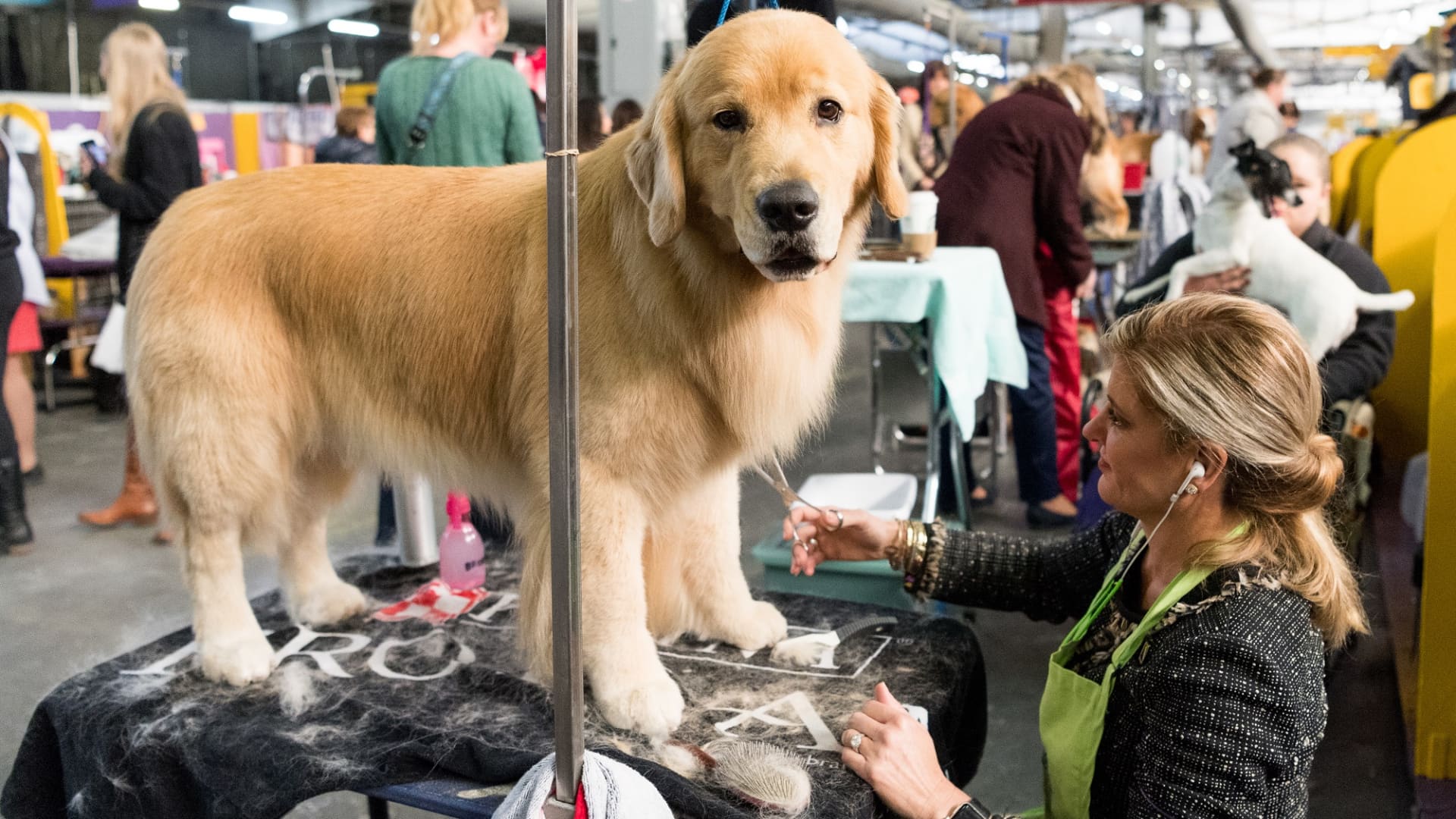 Why dog owners spend thousands to compete at Westminster and elsewhere