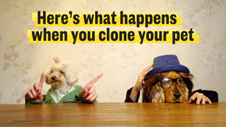 You can now clone your dog or cat. But is it ethical?