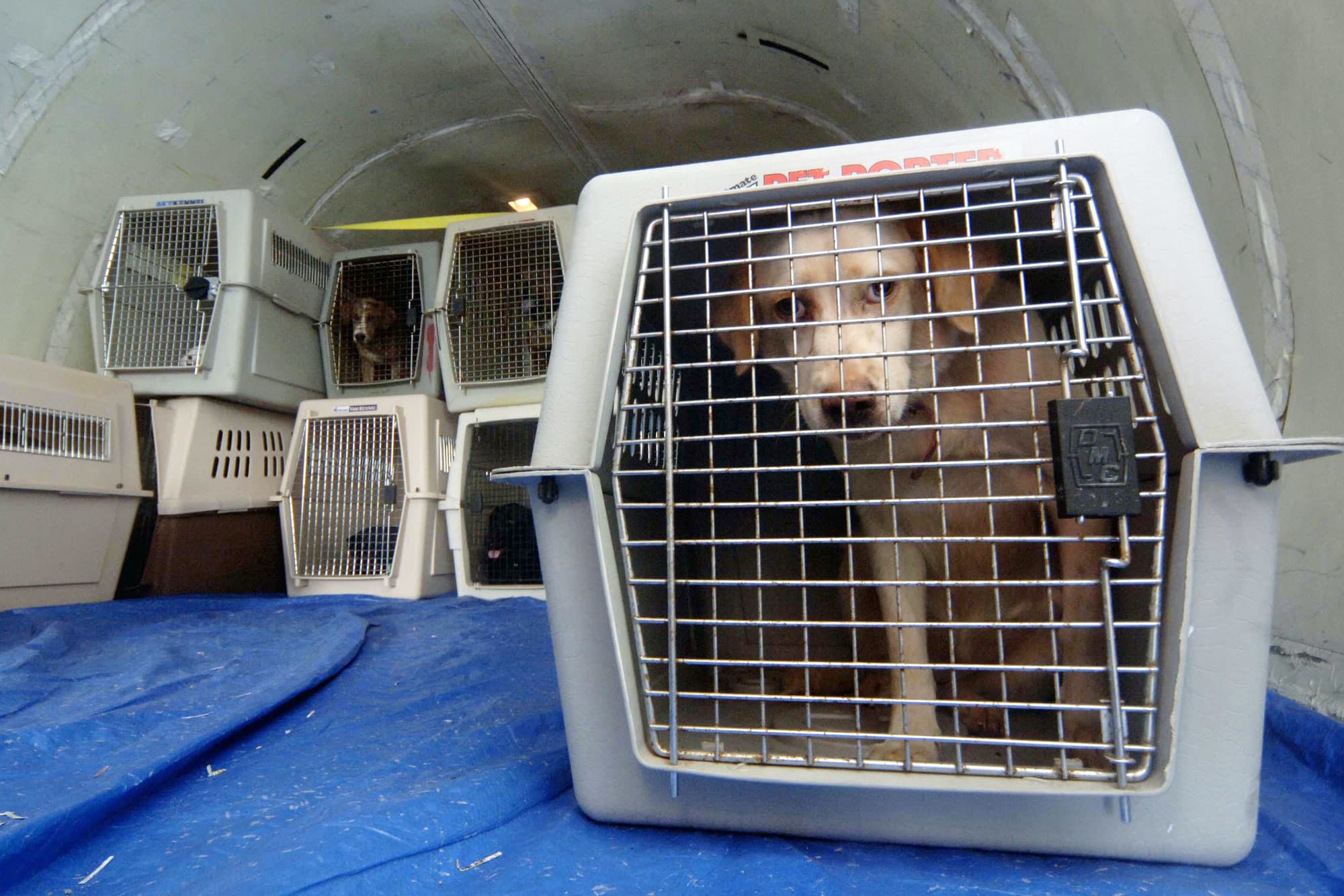 dogs traveling in airplane cargo