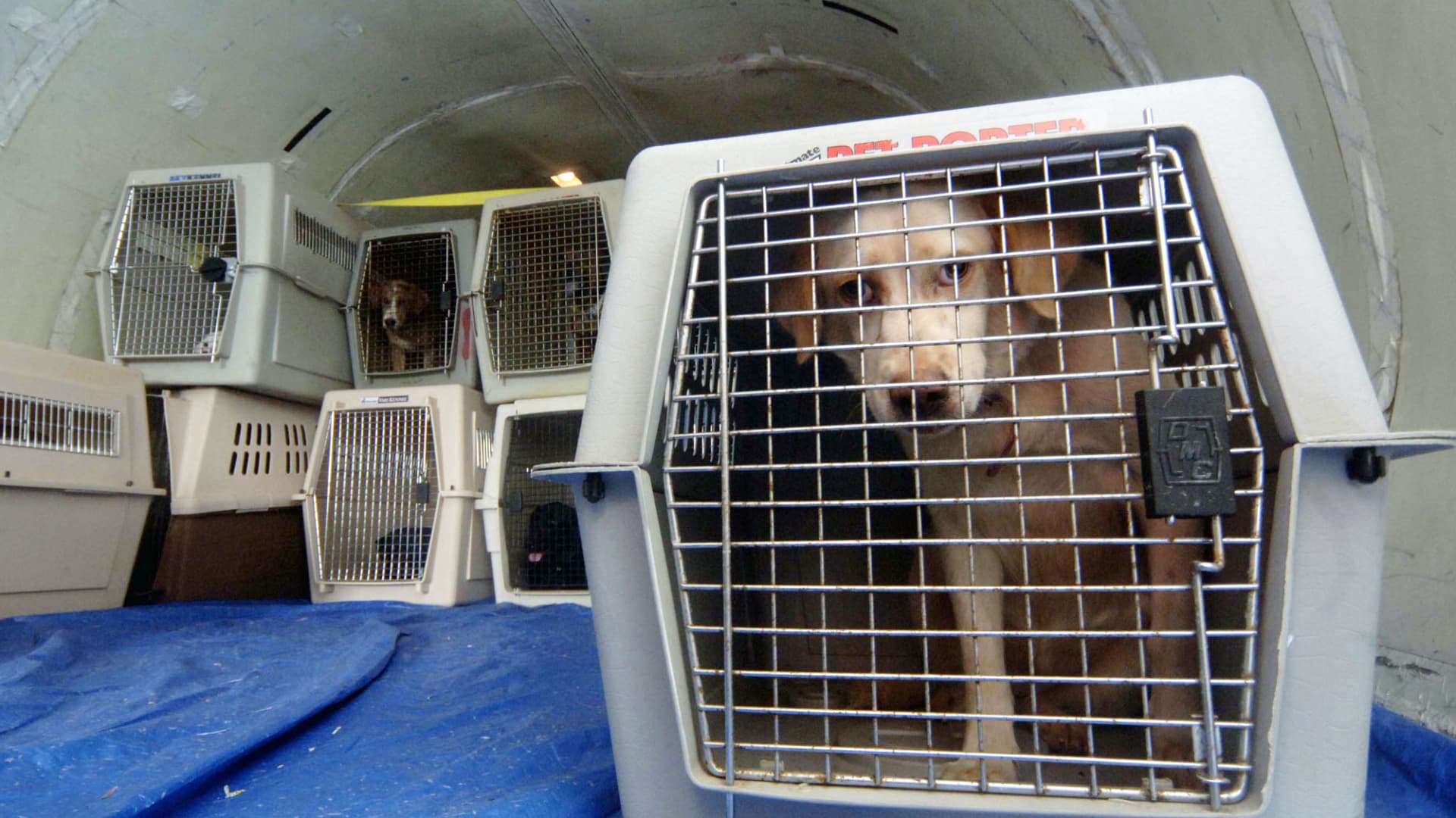 United Airlines bans dozens of animals after pet deaths, mix-ups