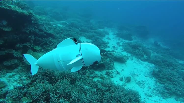 MIT created a robotic fish to study real fish