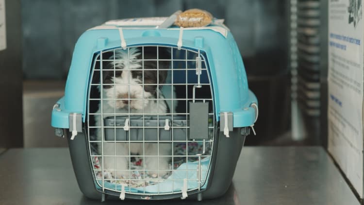 Why United is in the pet transporting business