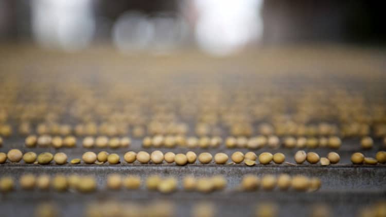 Soybeans in US-China trade war crosshairs