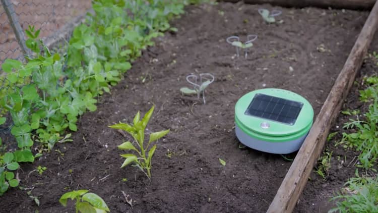 This solar-powered robot weeds your garden for you