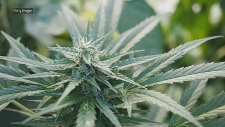 Chuck Schumer wants to decriminalize marijuana