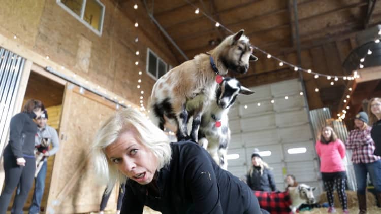 Why goat yoga is a thing
