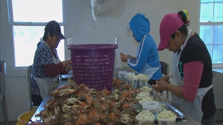 Crab industry hit by immigration restrictions