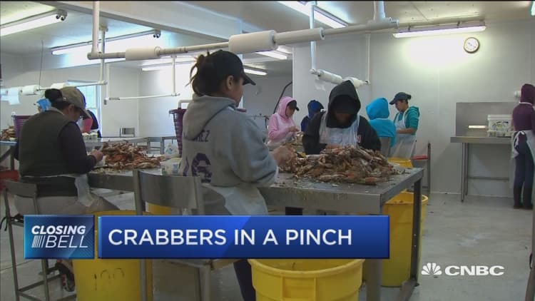 Immigration rules threaten crabbing industry