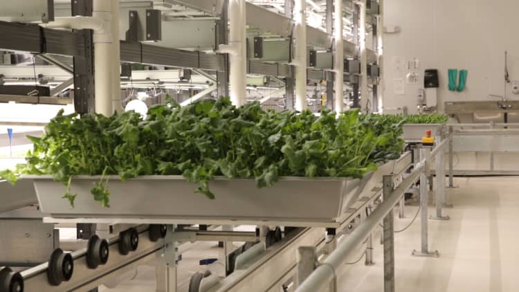 This high-tech indoor farm is 100 times more productive than a square foot of farmland