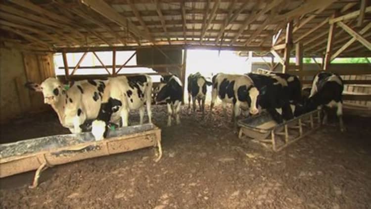 Dairy farms struggle in changing milk market