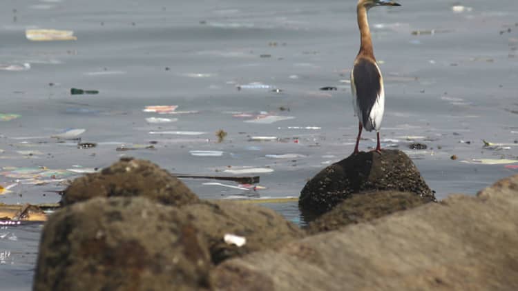 World Oceans Day plea: Stop dumping plastic in our oceans