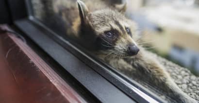 A raccoon climbed up a high-rise building in Minneapolis and everyone on Twitter loved it