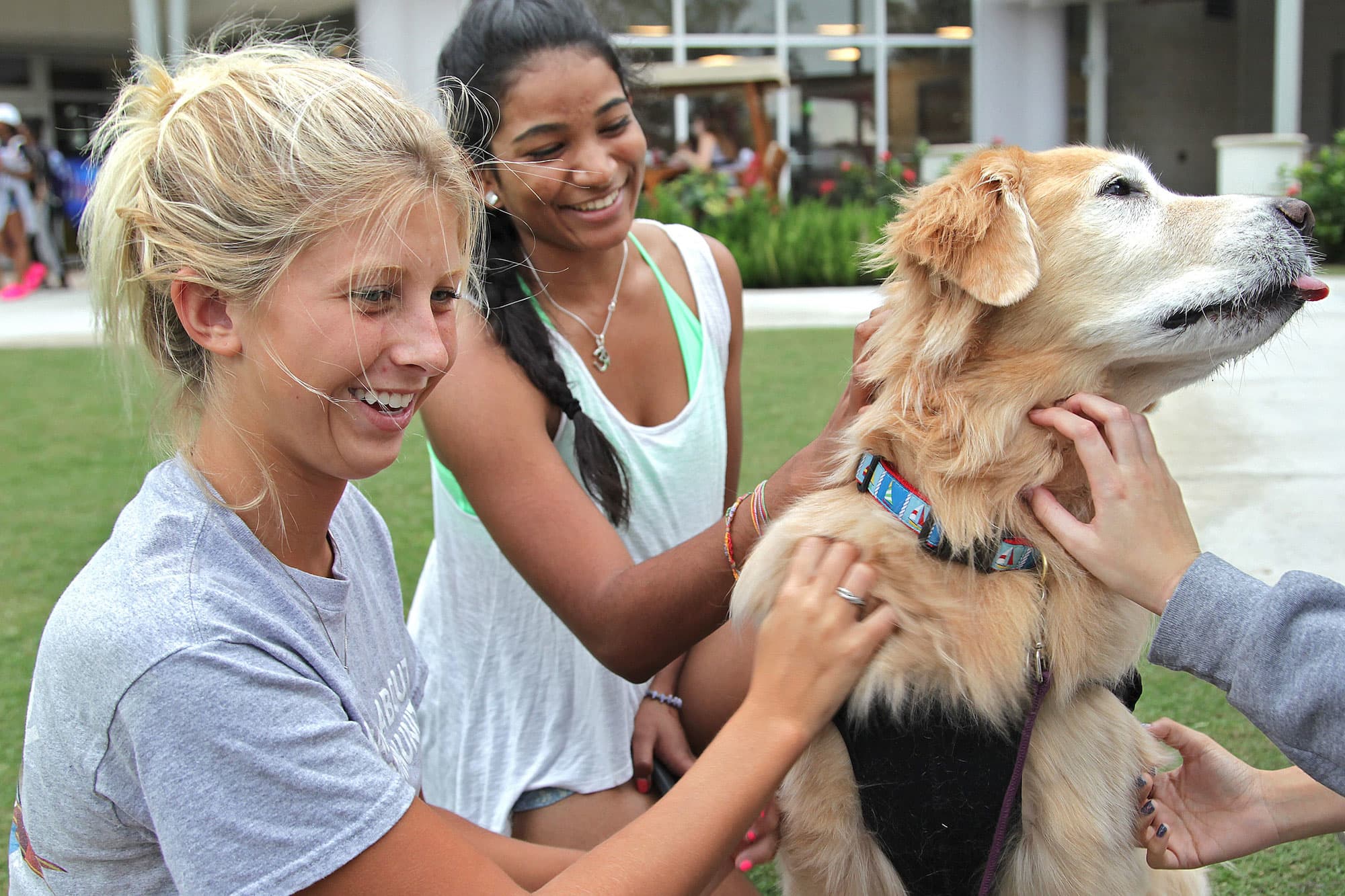 Here are the colleges that will allow you to bring furry friends to school