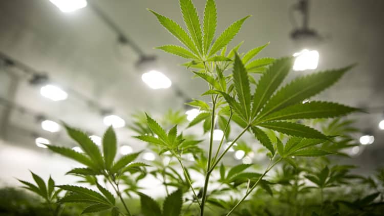 Canopy Growth CEO on legal marijuana business