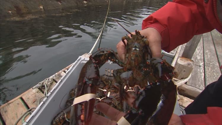 Lobsters in the crosshairs of tariff fight