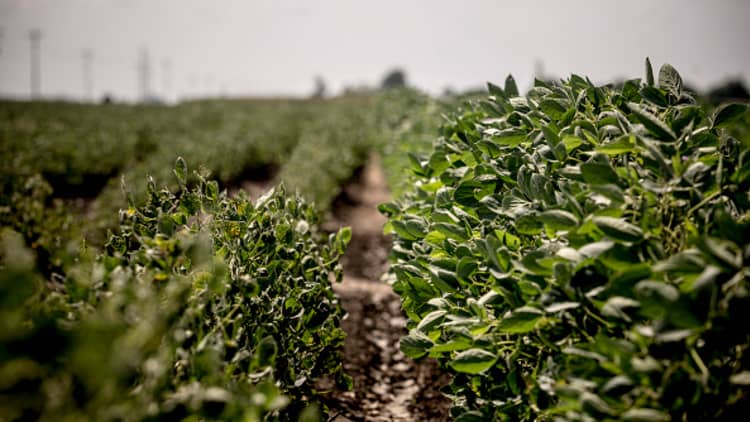 Arkansas farmers fear soybean tariffs as trade war escalates with China