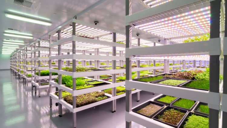 Why vertical farms are moving beyond leafy greens